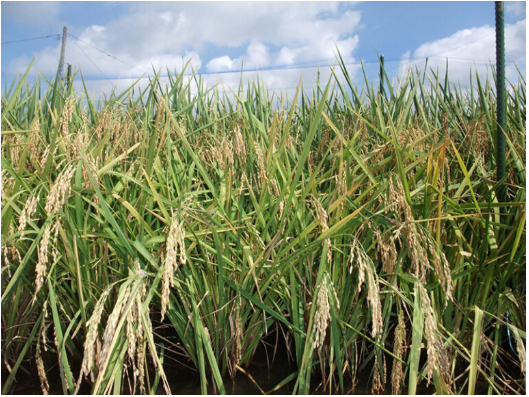 Crop Improvement Laboratory