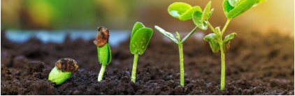 Crop Improvement Disciplines
