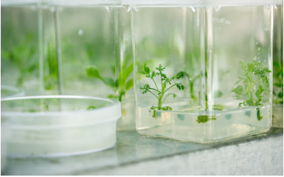 Crop Improvement Laboratory